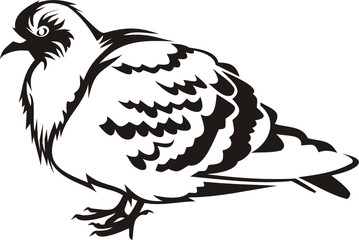 Vector pigeon