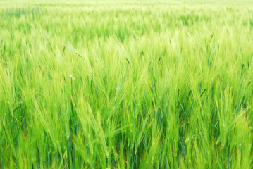 Young vegetation on a corn field