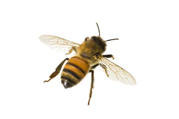 Acrylic prints Bee Bee, Apis mellifera