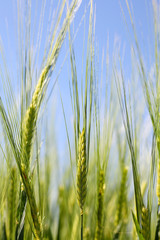 Ackerbau - Landwirtschaft