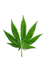 Hemp leaf