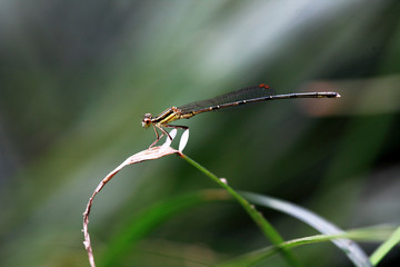 close-up shot of a black and yellow damselfly on a green leaf .