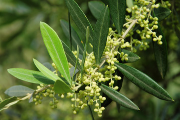 Olivenbaum Bluete - olive tree blossom 01