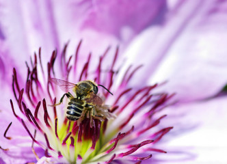 Bee on the flower
