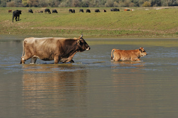 cow and calf in water