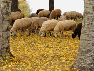 sheep