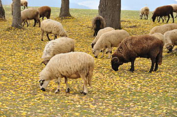 Obraz premium sheep