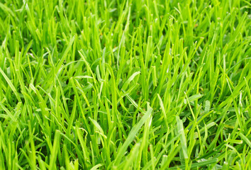 Fußball Rasen Nahaufnahme - Soccer Grass Closeup