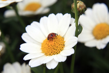 coccinelle et pâquerettes