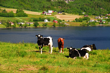 Naklejka premium Cows in pasture