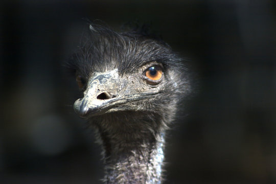 head of emu