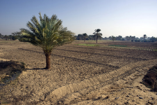 campos cultivo en egipto