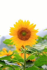 Obraz premium the closeup of Beautiful yellow Sunflower petals