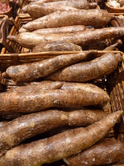 manioc