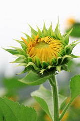the closeup of beautiful yellow sunflower bud