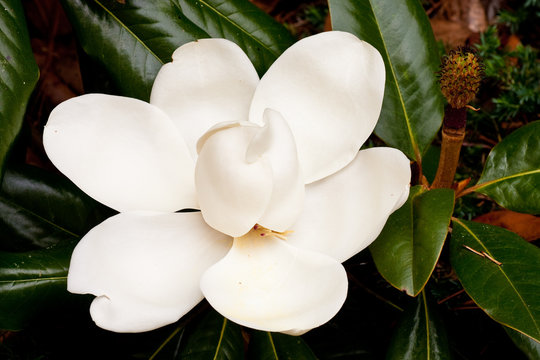 Large Saucer Magnolia Blossom