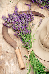 Harvesting lavender