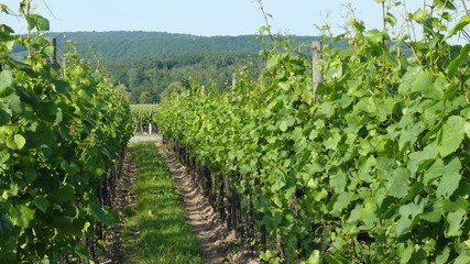 Fototapeta na wymiar Route de Vin - Droga wina Alsace