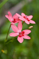 Obraz premium ヒメヒオウギの花