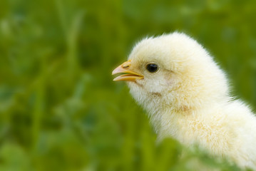 Hühnerküken