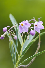 ルリヤナギの花