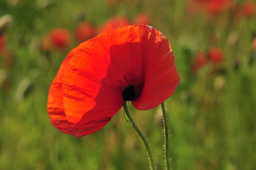 red poppy