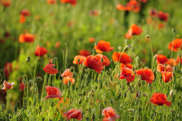 red poppy