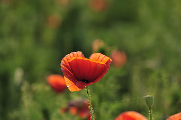 red poppy