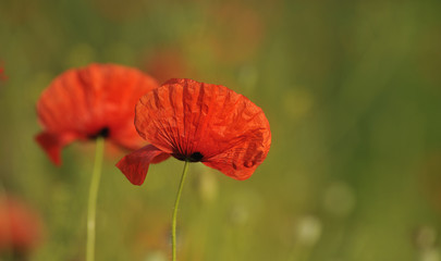 red poppy