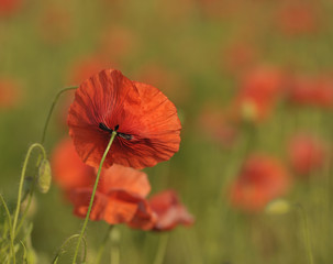 red poppy