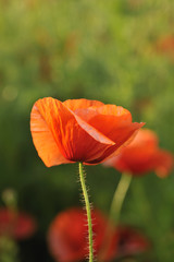red poppy