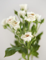 Small roses