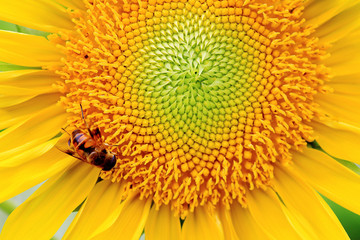 the closeup of a bee in the sunflower nectar collected