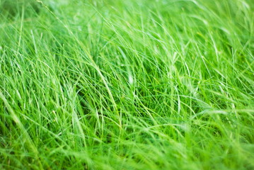 green grass