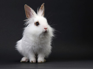 White domestic baby-rabbit on the black background