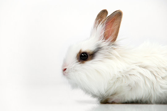 White fancy rabbit on the white background in the studio