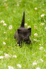 Katzenkind