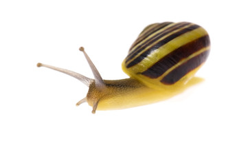 snail