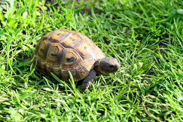 Young tortoise creeping on the lawn