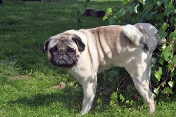 Obraz premium Mopsi pinkelt