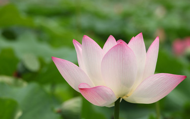 beautiful pink lotus