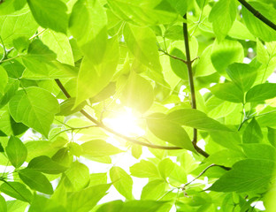 Fototapeta na wymiar Zielone liście