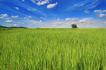 Obraz premium rice field