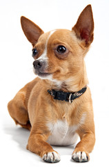 Chihuahua on the white background in the studio
