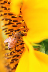 the closeup of a bee in the sunflower nectar collected.