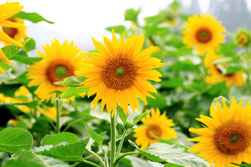 the closeup of Beautiful yellow Sunflower petals