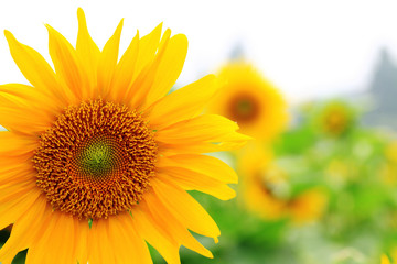 the closeup of Beautiful yellow Sunflower petals