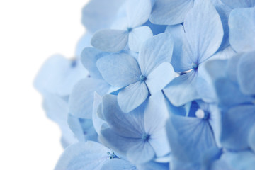Blue Hydrangea Flower on white background