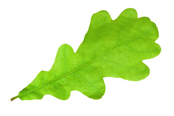 Green oak leaf - 23740402