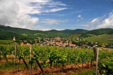 Fototapeta na wymiar Les vignes d'Alsace